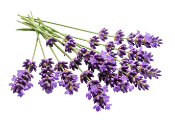 Obraz premium A bunch of fresh lavender flowers arranged together on a white background isolated on transparent background