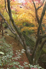 庭園の庭に散る紅葉