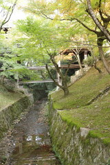 雨に濡れる新緑