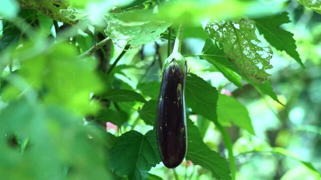 eggplant in the garden