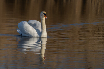 Fototapeta premium Mute Swan (Cygnus olor) floating on water at sunset. Gelderland in the Netherlands. 