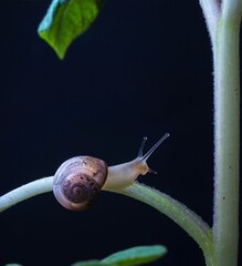 Snail on curved plant stem