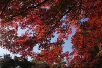秋の空を背景にした紅葉