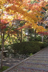 紅葉のある風景