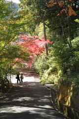 紅葉の下を歩く