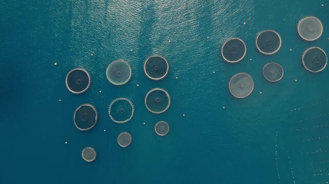 Offshore marine aquaculture cages for sea bass. Aerial top-down view