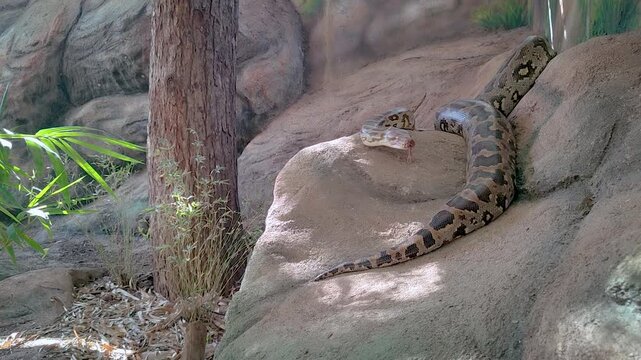 A massive Burmese python rests on a rock in a terrarium habitat, slowly raising its head to look around. Ideal for wildlife documentaries and educational content.