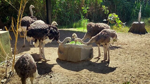 A flock of ostriches feeding on fresh greens in a sunny outdoor enclosure. Perfect for wildlife documentaries, zoo education, and nature conservation content.
