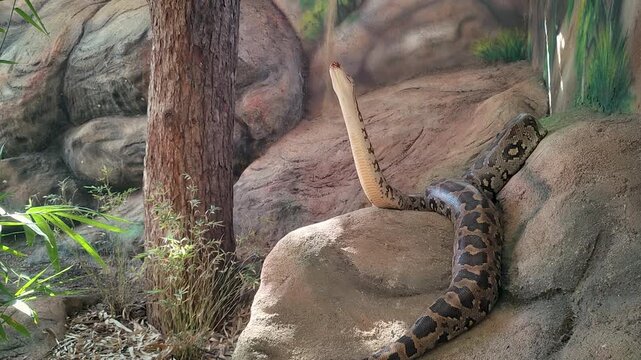 A massive Burmese python lifts its head and neck while resting on artificial rocks in a zoo enclosure. Ideal for wildlife documentaries and educational content.