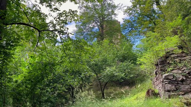 Camera moves from left to right through green trees, with an old ruin subtly visible in the background. As the shot progresses, a broken stone wall appears in the foreground, creating depth and layere