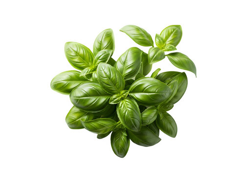 Fresh green basil leaves top view close up isolated PNG with Transparent Background