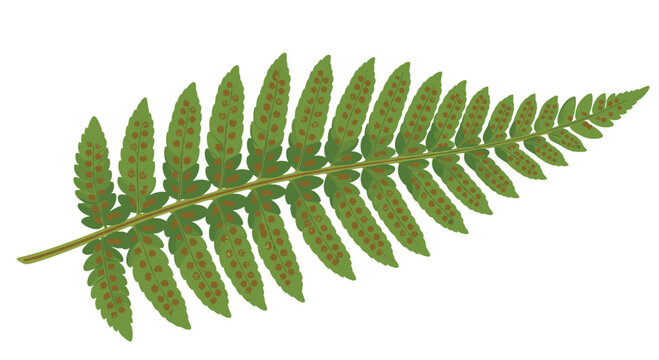 A vibrant illustration showcases a single green fern frond displaying rows of small brown sori (spore clusters) on its undersides.
