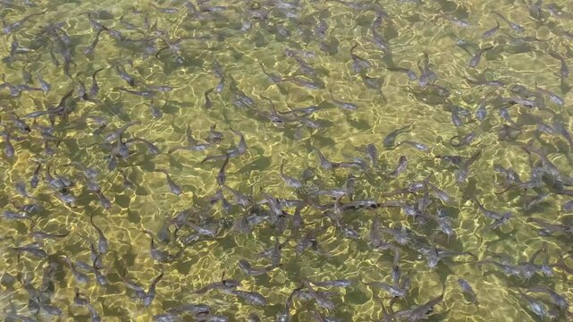 Catfish fry swim actively in clean water after the pond is cleaned, showing healthier conditions for freshwater fish farming.