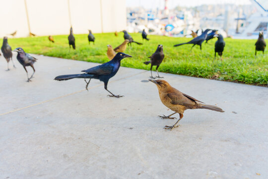 Great-tailed Grackles Foraging Near Marina in Oceanside California