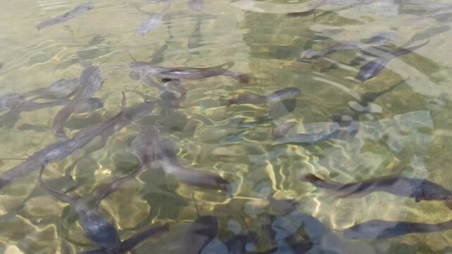 Catfish fry swim actively in clean water after the pond is cleaned, showing healthier conditions for freshwater fish farming.