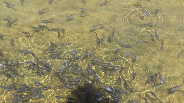 Catfish fry swim actively in clean water after the pond is cleaned, showing healthier conditions for freshwater fish farming.