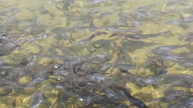 Catfish fry swim actively in clean water after the pond is cleaned, showing healthier conditions for freshwater fish farming.