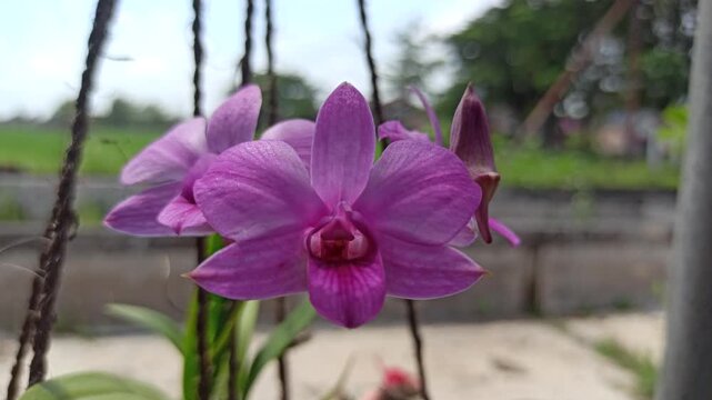 stunning Phalaenopsis orchid (anggrek bulan) blooms elegantly with soft petals, becoming a favorite ornamental flower for homes and gardens.