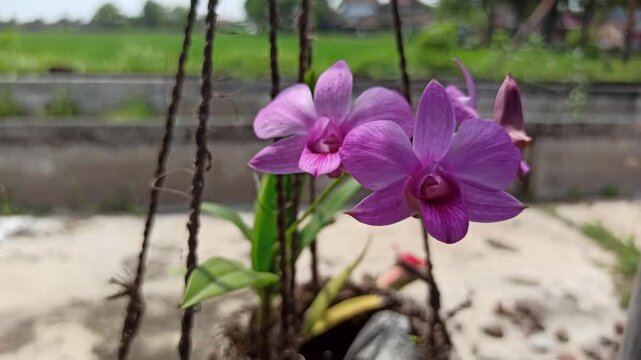 stunning Phalaenopsis orchid (anggrek bulan) blooms elegantly with soft petals, becoming a favorite ornamental flower for homes and gardens.