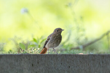 Daurian redstart perched on a tree branch in bright green forest background wildlife bird closeup