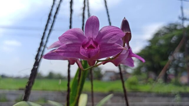 stunning Phalaenopsis orchid (anggrek bulan) blooms elegantly with soft petals, becoming a favorite ornamental flower for homes and gardens.
