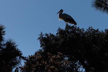 The silhouette of a white stork (Ciconia ciconia) perched on a tree