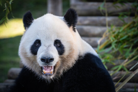 Face of giant panda bear (Ailuropoda melanoleuca)