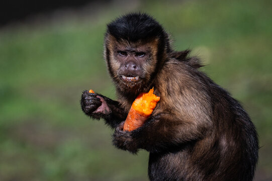 A capuchin monkey (Cebus apella) eating a carrot