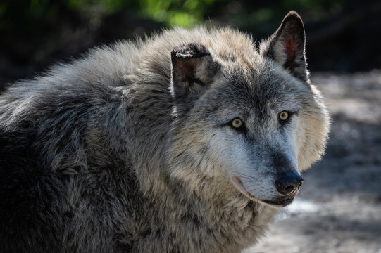 Face of grey wolf (Canis lupus occidentalis)