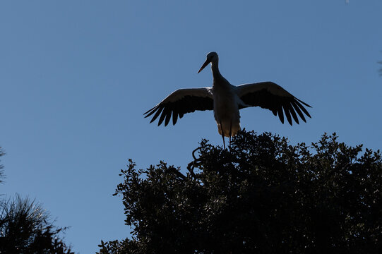 The silhouette of a white stork (Ciconia ciconia) spreading wings perched on a tree