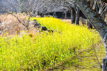 散歩の途中で見つけた春の風景