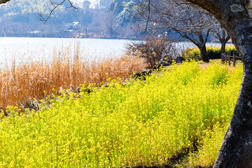 散歩の途中で見つけた春の風景