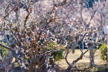 散歩の途中で見つけた春の風景