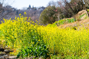 散歩の途中で見つけた春の風景