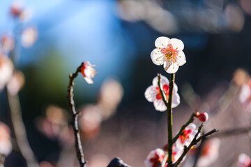 散歩の途中で見つけた春の風景