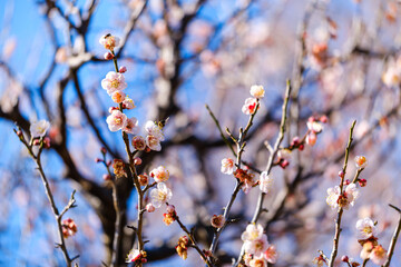 散歩の途中で見つけた春の風景