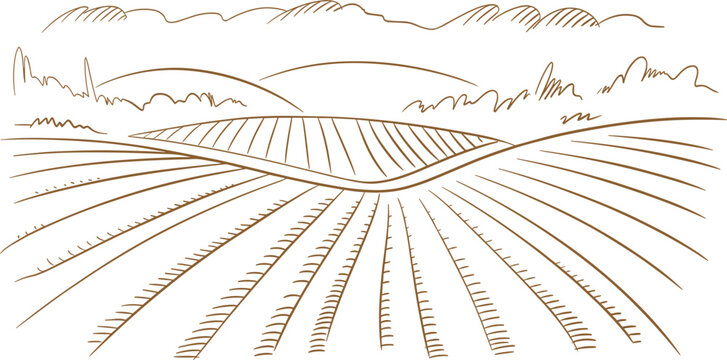 Hand drawn vineyard landscape sketch, rural farmland with rolling hills and agricultural fields for organic winery design