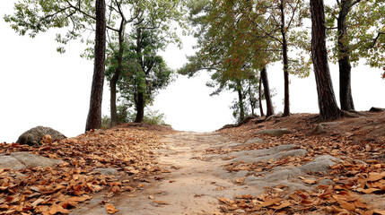 Fototapeta premium Path of Autumn: A winding path through a forest bathed in the golden hues of autumn, beckoning with a promise of exploration and discovery. The ground is carpeted with fallen leaves.