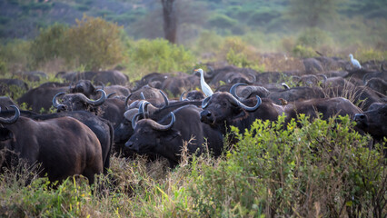 Fototapeta premium African buffalo herd Tarangire National Park, Tanzania