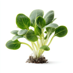 Green fresh vegetable sprout with roots isolated white background