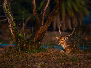 Spotted Deer sitting in wetland