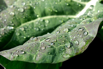 雨上がりの新鮮な野菜