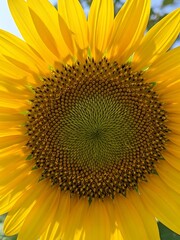 Naklejka premium Radiant Sunflower Core Capturing Nature's Golden Beauty in Extreme Detail