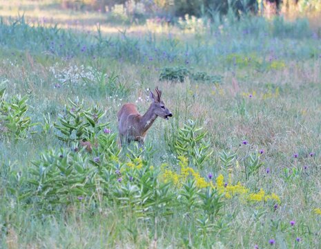 Rehbock (Capreolus capreolus) in Pacsmag Naurschutzgebiet