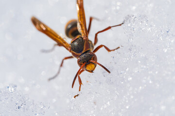 越冬から目覚めて雪の上に這い出たセグロアシナガバチの女王蜂 / Queen Paper Wasp emerging from hibernation on the snow