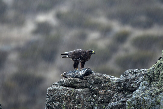 rapaces en la sierra de Avila