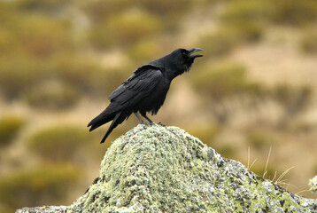 Fototapeta premium rapaces en la sierra de Avila