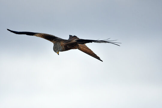 rapaces en la sierra de Avila