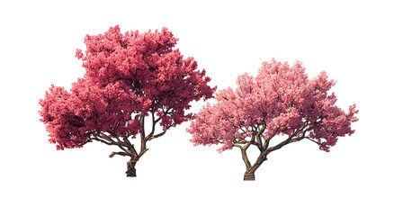 Obraz premium Two stylized decorative trees with vibrant pink blossoms and intricate branches against a transparent background for graphic design elements