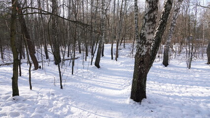 W lesie, zimową, słoneczną porą z widocznym śniegiem i brzozami © tomo81